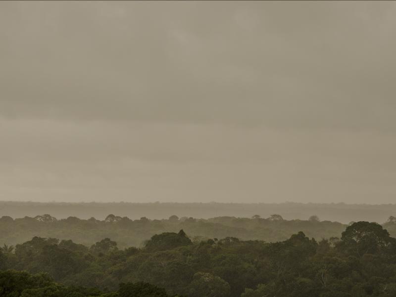 Amazon Rainforest
